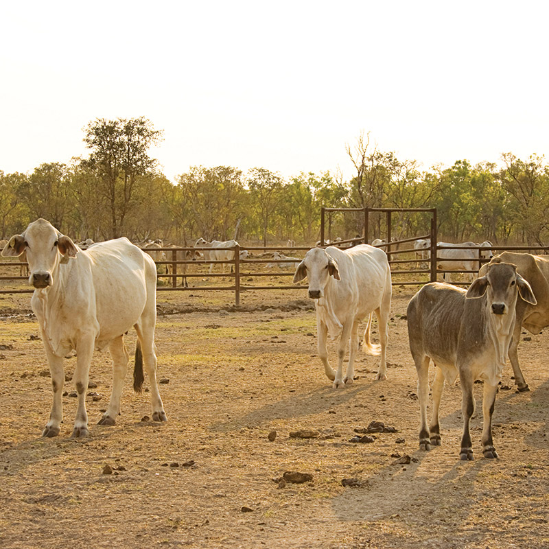 Grazing Property Sale